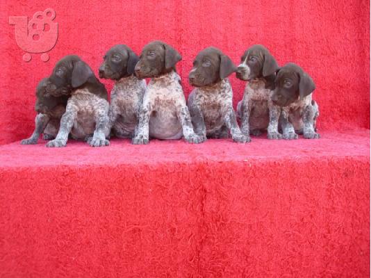 PoulaTo: German Shorthaired Pointer Deutsch Kurzhaar